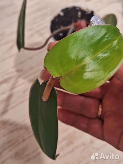 Филодендрон красноватый
