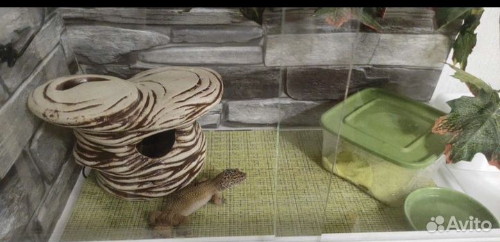 Эублефары с террариумами, кормом и тд