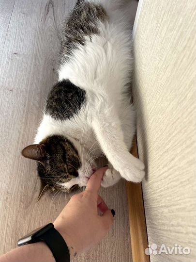 Кошка бесплатно