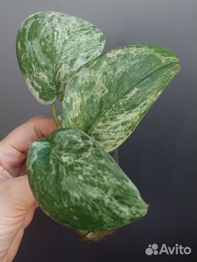 Сциндапсус