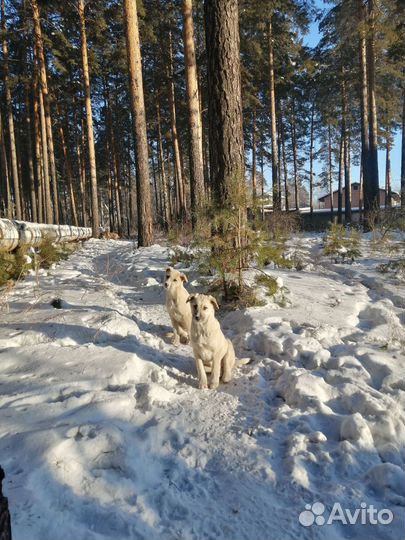 Щенок в добрые руки