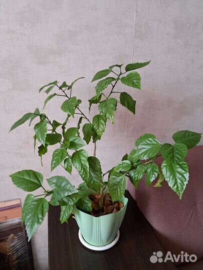 Замиокулькас, калла белая, гибискус махровый