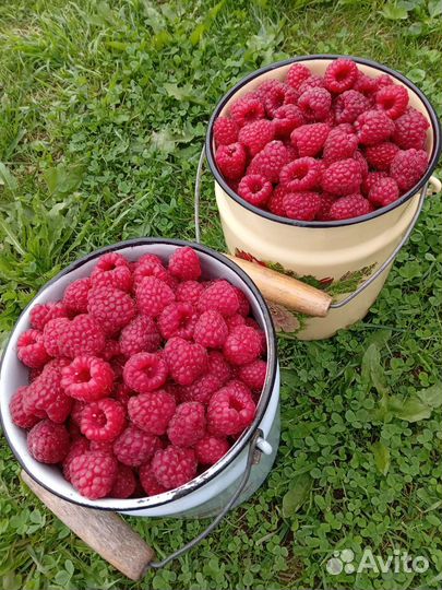 Малина ягоды