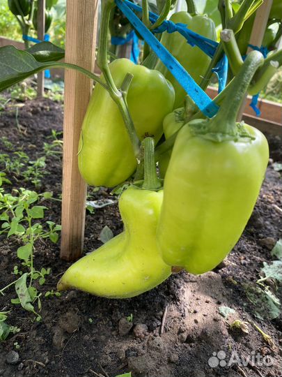 Биогумус (вермикомпост)