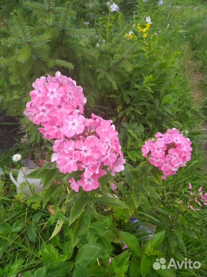 Флоксы многолетник