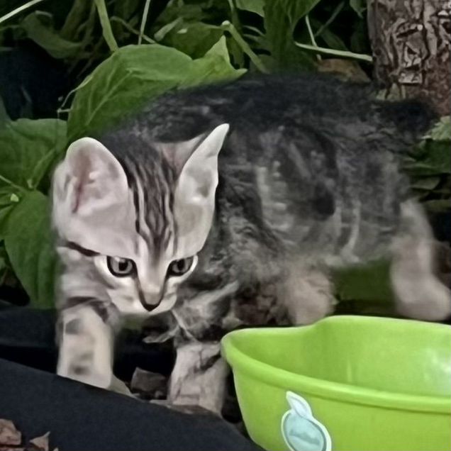 Котёнок в добрые руки
