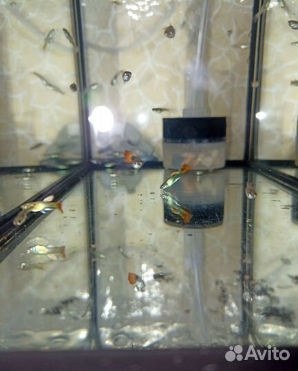 Гуппи молодые