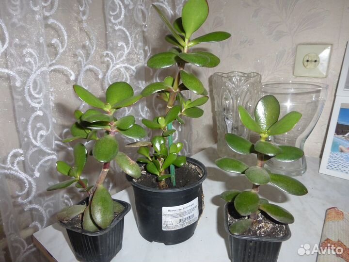 Продам цветы