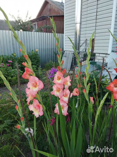 Гладиолусы