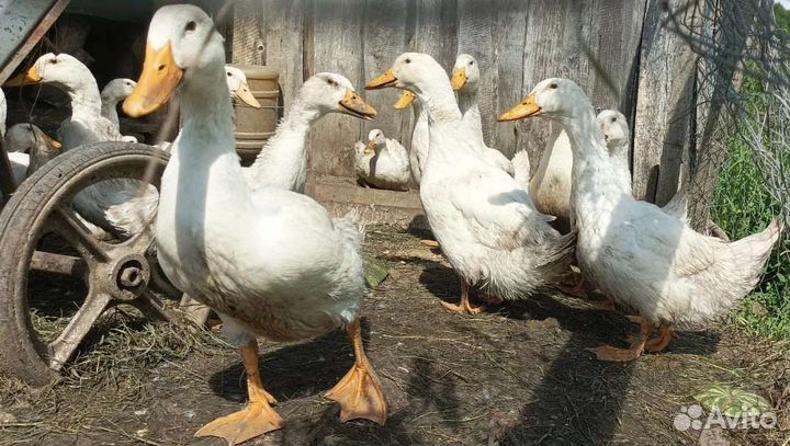 Утки старт 53, гуси