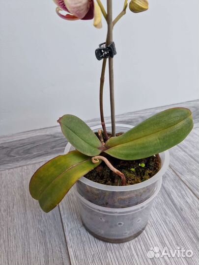 Орхидея фаленопсис детка