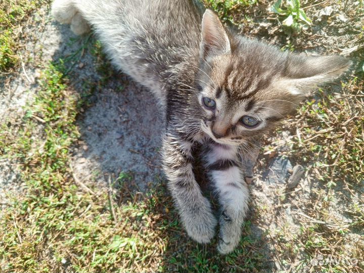 Котята в добрые руки бесплатно