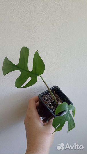 Ароидные, замиакулькас Зензи