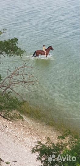 Конные прогулки