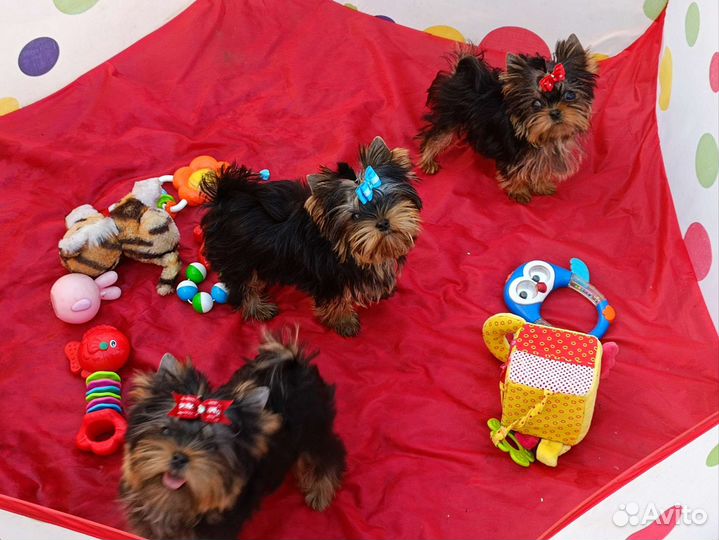 Йорки. Документы. Клеймо. Беби фейс. Привиты