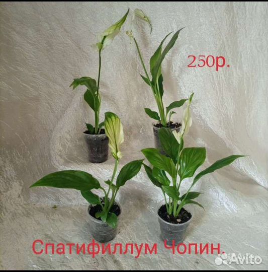 Спатифиллум, Антуриум