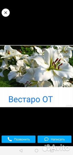 Лилии луковицы 4 сорта