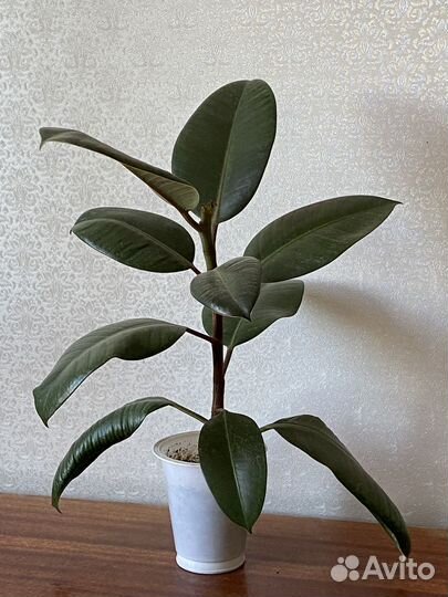 Фикус каучуконосный