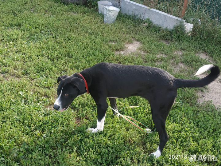 Беда.собака в дар в добрые руки