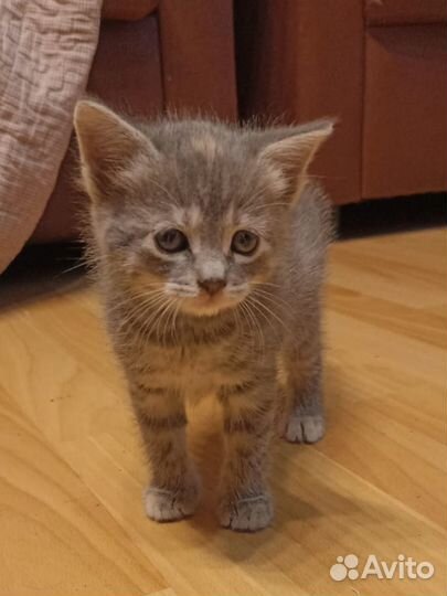 Серый котенок девочка