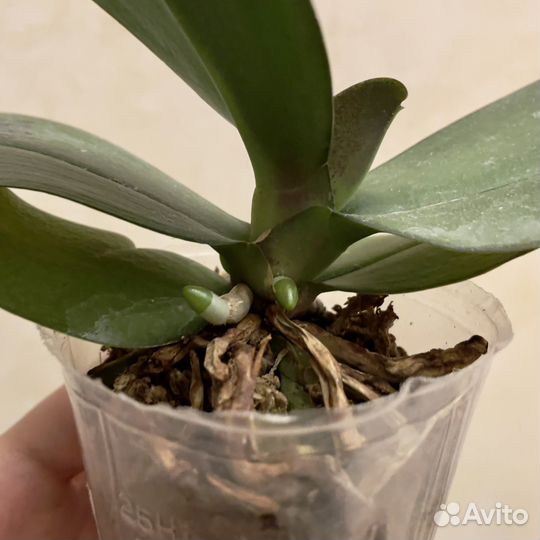 Орхидея Phal. Mituo Sunrise Snow Red