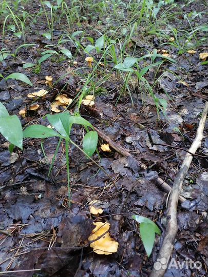 Лисички соленые