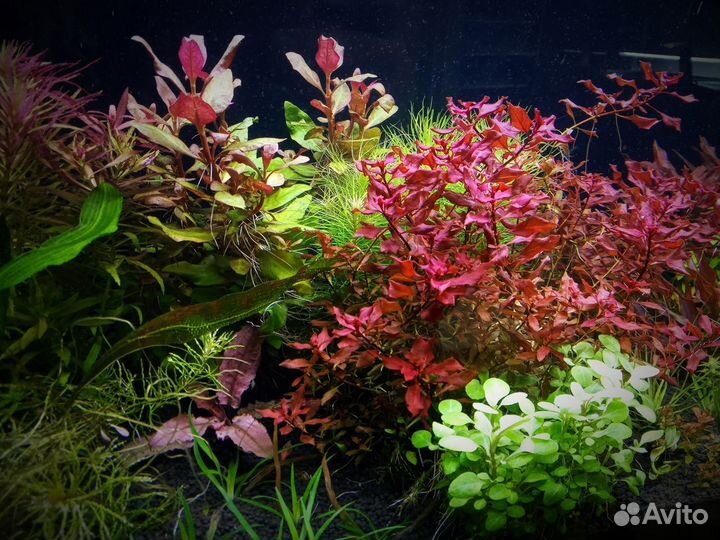 Аквариумные растения