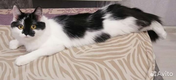 Отдам в добрые руки кошку