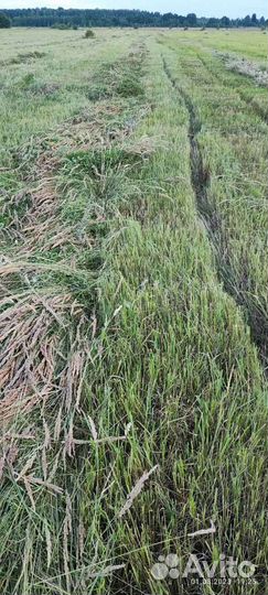 Сено в рулонах 2023