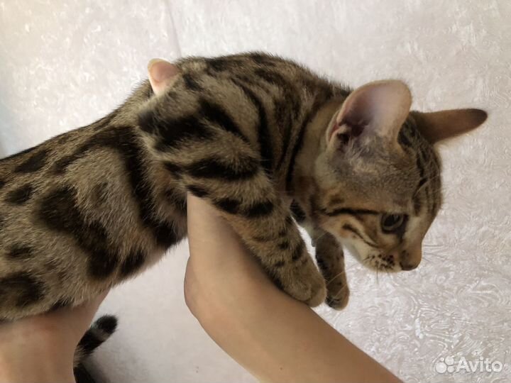 Бенгальские котята