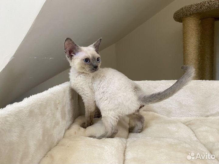 Девон рекс синеглазый Дарси