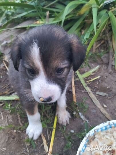 Собаки бесплатно в добрые руки щенки