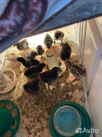 Цыпленок и индюшонок