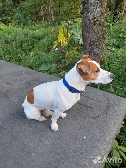 Кобель вязка