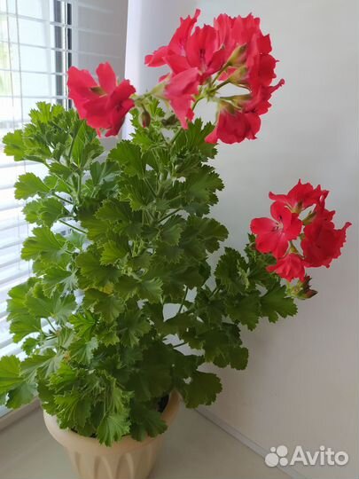 Королевская пеларгония