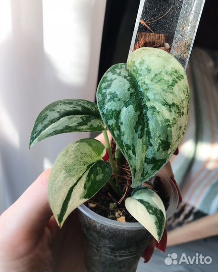 Сциндапсус маяри (scindapsus mayari)