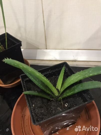 Комнатные цветы