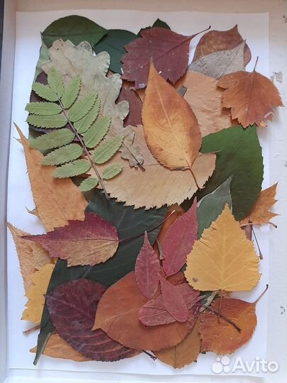 Гербарий, цветы, листья, сухоцвет плоский