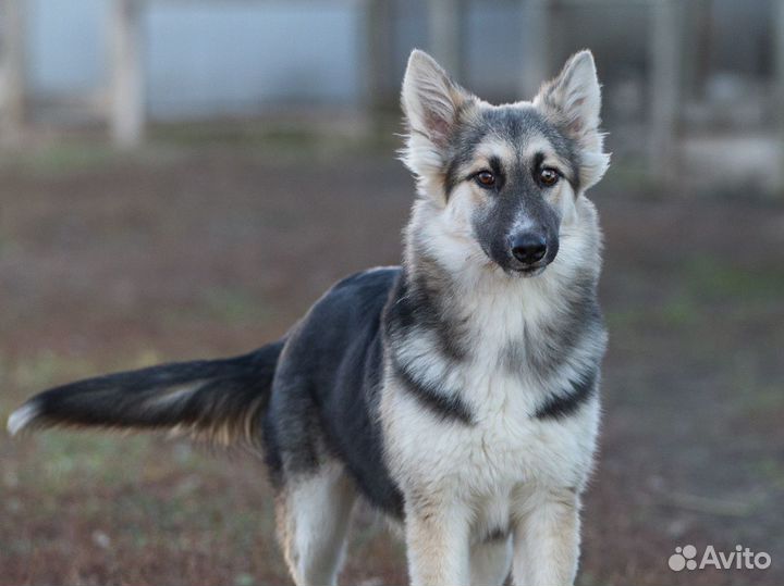 Отдаю собаку щенка Альму в добрые руки