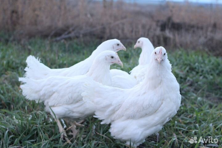 Куры нeсушки