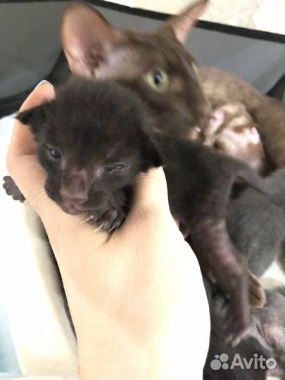 Ориентальные котята