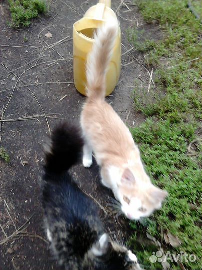 Котята подкидыши в добрые руки