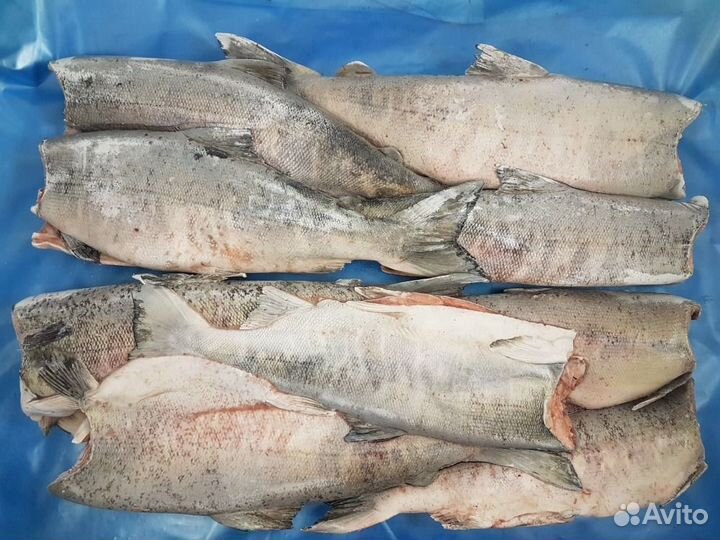 Кета пбг Оптом