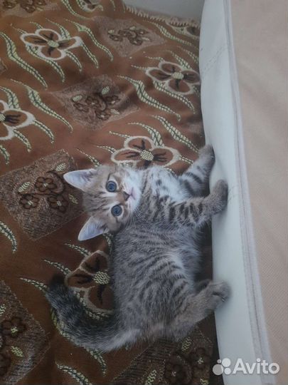 Британская кошка