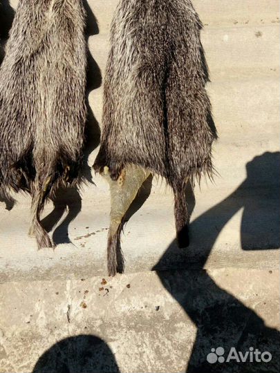 Шкуры нутрии