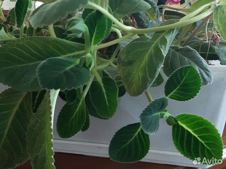 Глоксиния цветущая