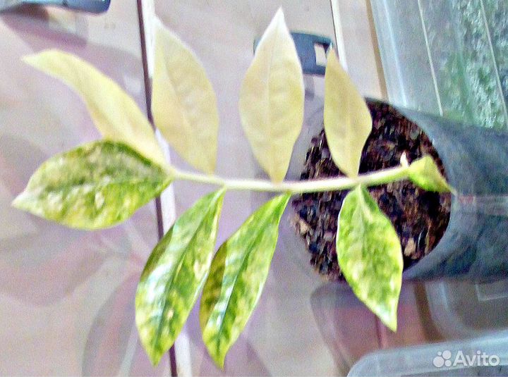 Продам шикарные вариегатные замиокулькасы