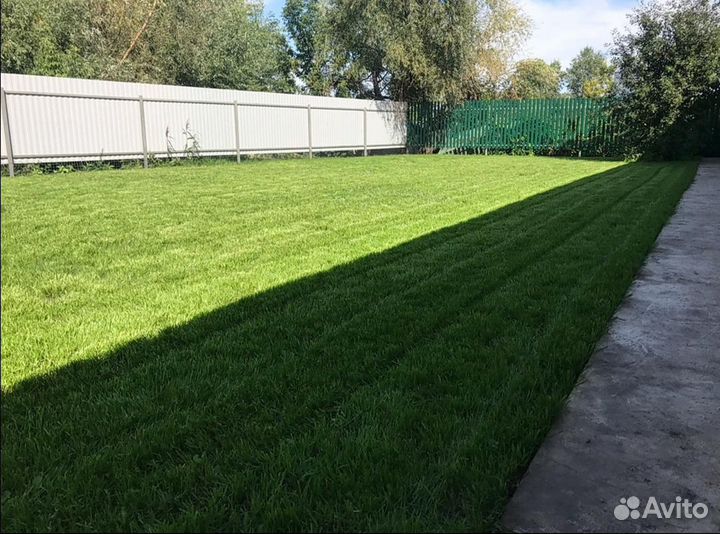 Газон семена трав