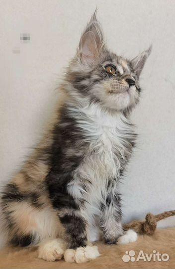 Котята мейн-кун