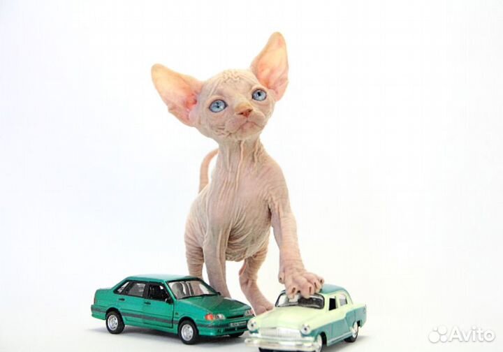 Солнечный-подсолнечный )